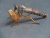 Lauxaniinae inconnu